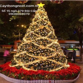 Cây thông 3 lá cao 6m