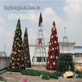 Cây thông khổng lồ từ 6 mét đến 15 mét