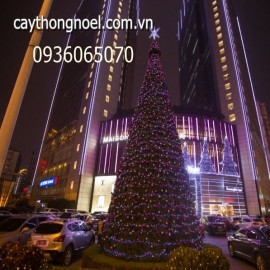 Cây thông khổng lồ cao 12 mét