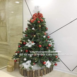 Cây Thông 3 loại lá gắn trái thông 2m